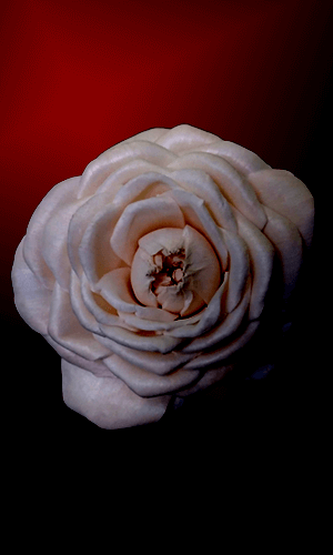 Sholapith craft - a rose flower